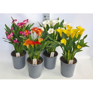 Zantedeschia gemengd