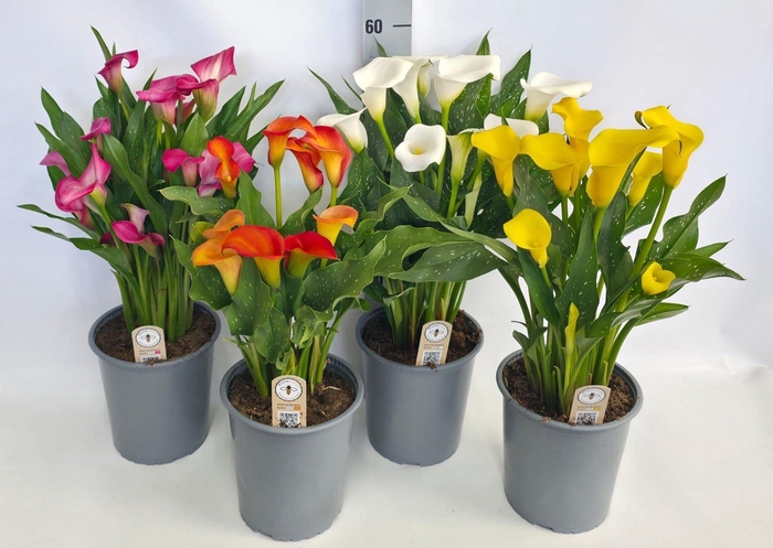 <h4>Zantedeschia gemengd</h4>