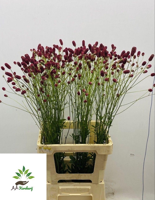 <h4>SANG OF ARNHEM</h4>