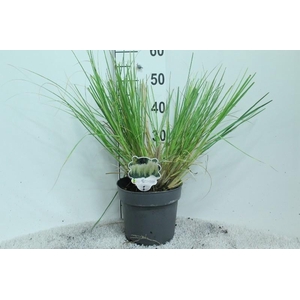 Cortaderia overig Minipampas Hard Groen