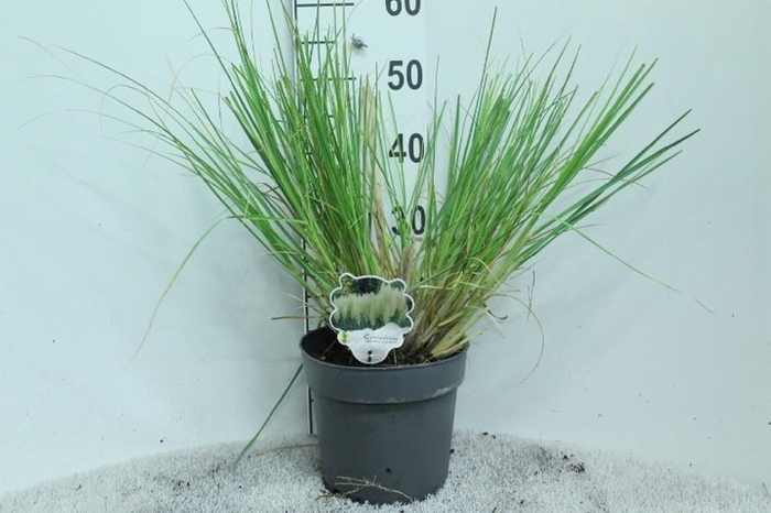 <h4>Cortaderia overig Minipampas Hard Groen</h4>