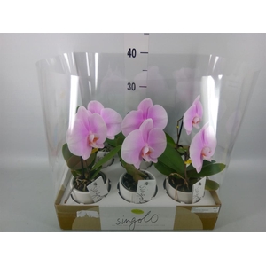 Phalaenopsis   ...rose