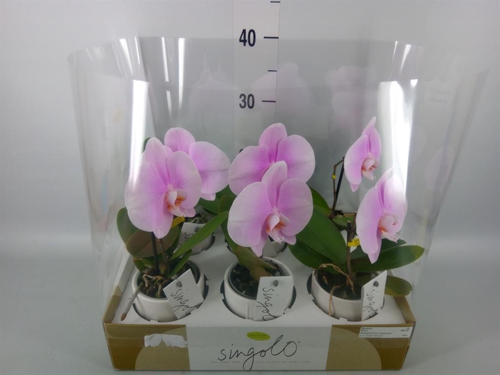<h4>Phalaenopsis   ...rose</h4>