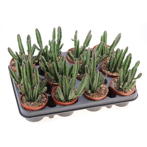 Stapelia leendertziae