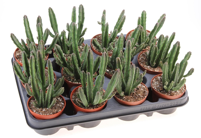 <h4>Stapelia leendertziae</h4>