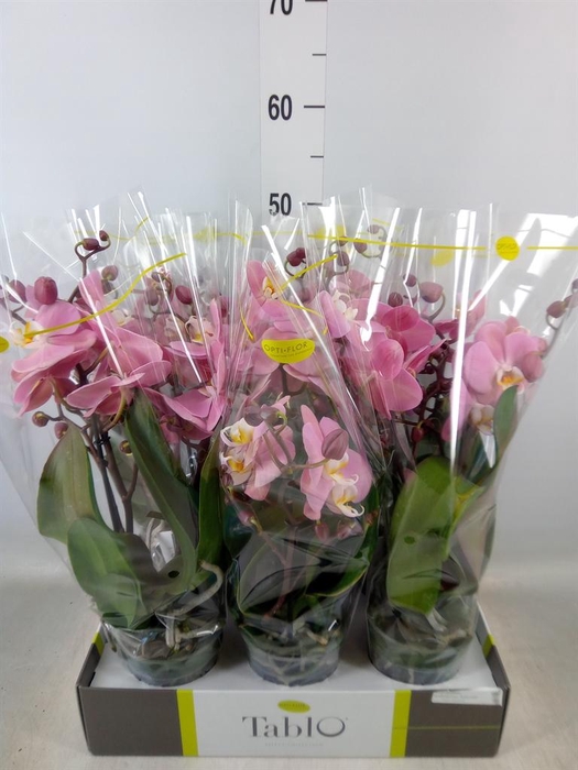 <h4>Phalaenopsis   ...rose</h4>