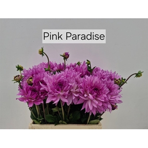 Dahlia Pink Paradise