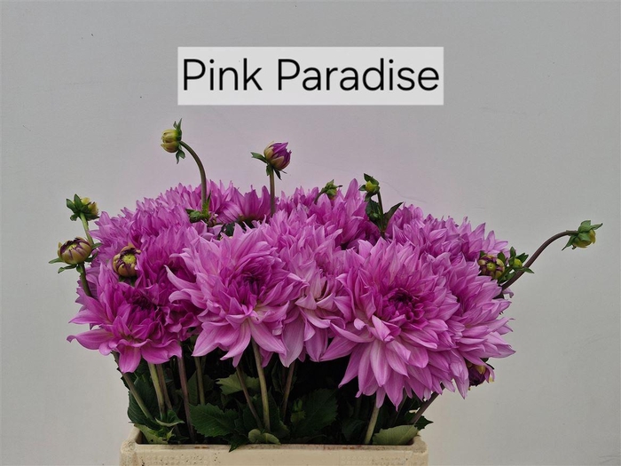 <h4>Dahlia Pink Paradise</h4>