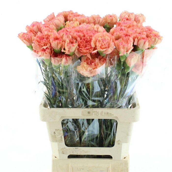 <h4>DI ST ATENEA ORANGE</h4>