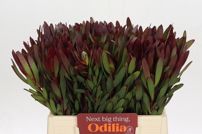 <h4>LEUCAD SAF SUNSET</h4>