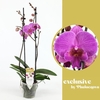 Phalaenopsis grootbloemig 2 tak rose SIM 2-60 G Simona