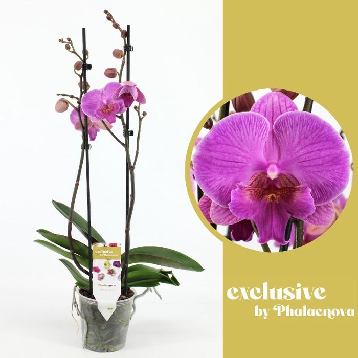 Phalaenopsis grootbloemig 2 tak rose SIM 2-60 G Simona