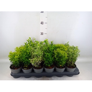 Euonymus japon.   ...mix