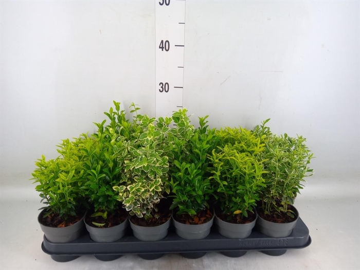 <h4>Euonymus japon.   ...mix</h4>
