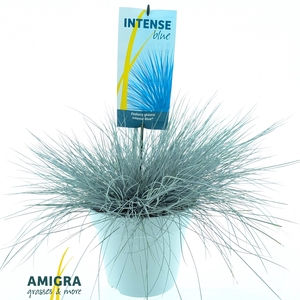 Festuca glauca Intense Blue®