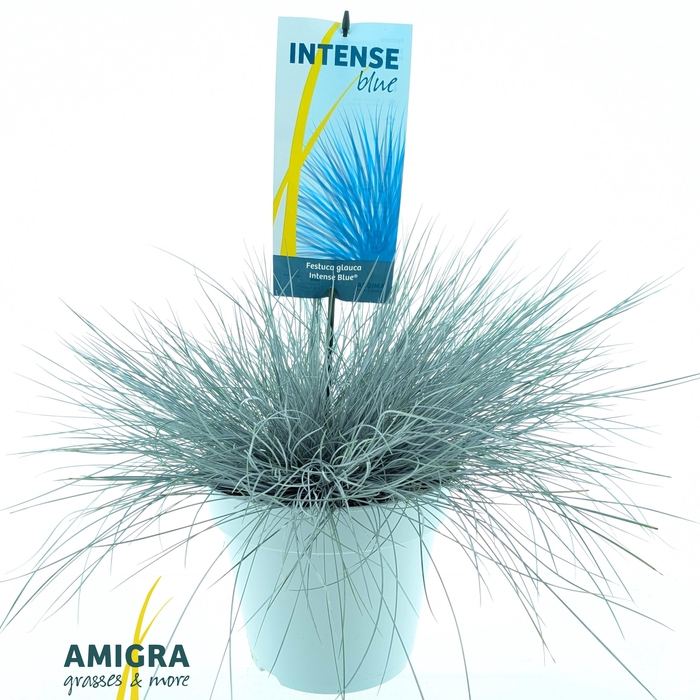 <h4>Festuca glauca Intense Blue®</h4>