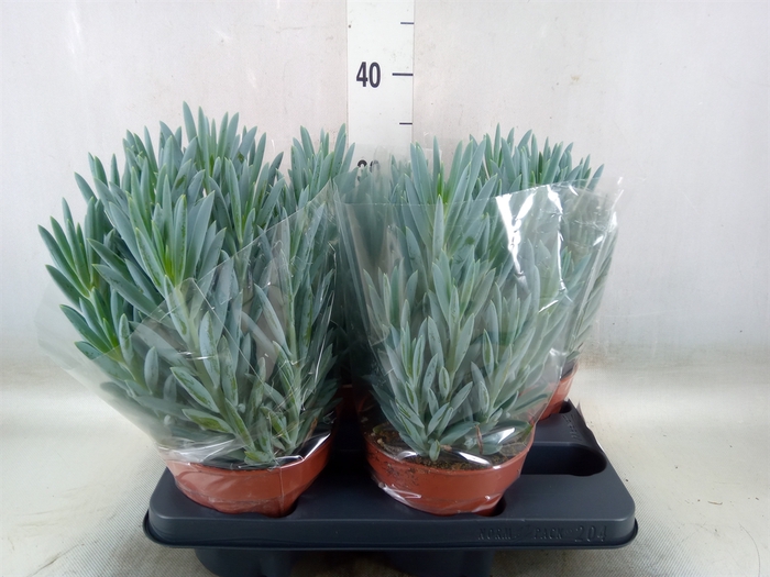 <h4>Curio ficoides 'Stelvio'</h4>