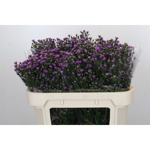 Aster Baby Pink