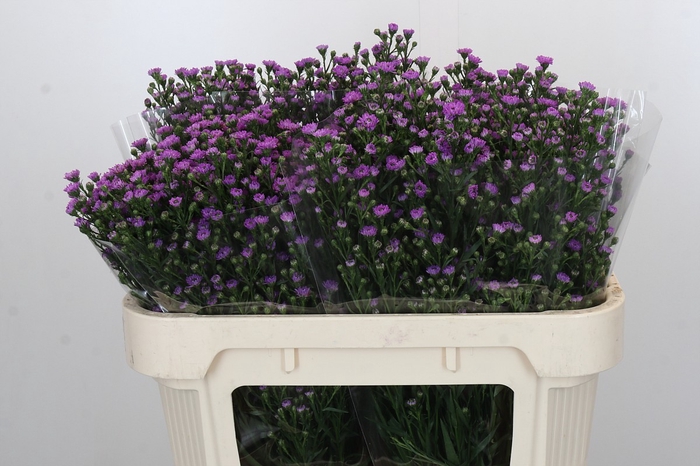 <h4>Aster Baby Pink</h4>
