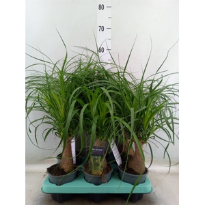 Beaucarnea recurvata