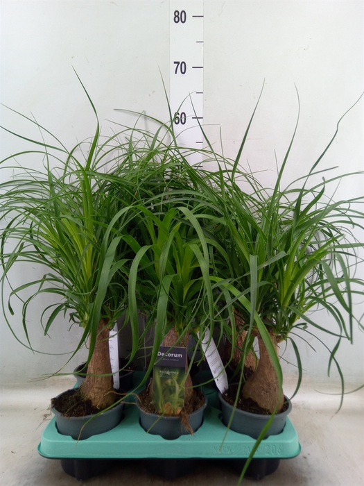 <h4>Beaucarnea recurvata</h4>