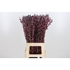 Salix Katjes Kl Bh Roulette