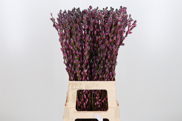 <h4>Salix Katjes Kl Bh Roulette</h4>