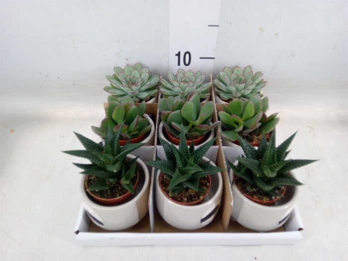 <h4>Succulents   ...</h4>
