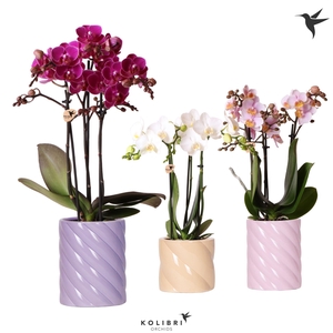Kolibri Orchids Phalaenopsis mix 3 spike in Candy pot pink mix