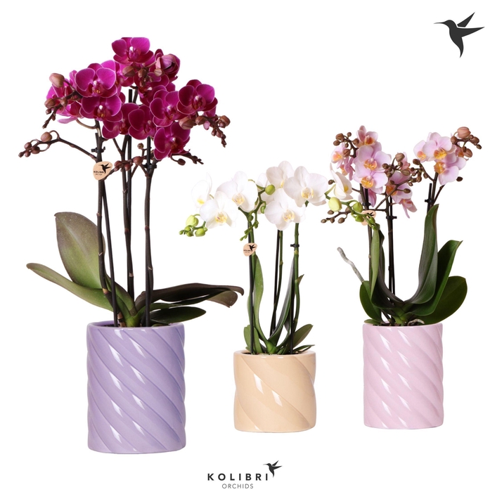 <h4>Kolibri Orchids Phalaenopsis mix 3 spike in Candy pot pink mix</h4>