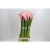 Zantedeschia Eydolls Pink