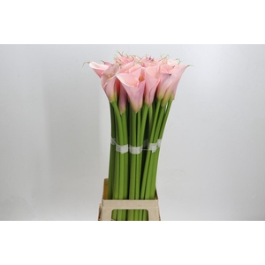 Zantedeschia Eydolls Pink