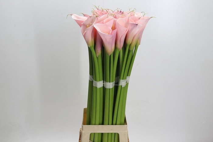 <h4>Zantedeschia Eydolls Pink</h4>