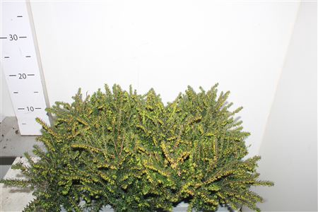 <h4>Eric Car Lena</h4>