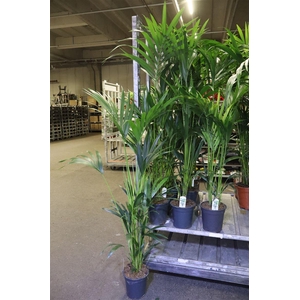 arr8 Howea Forsteriana