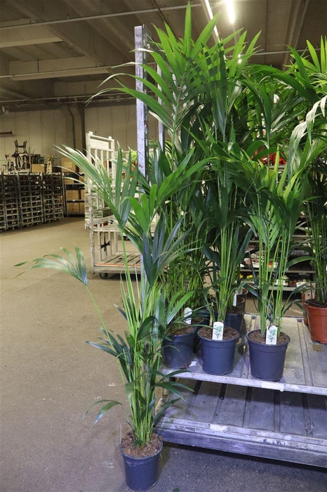 <h4>arr8 Howea Forsteriana</h4>