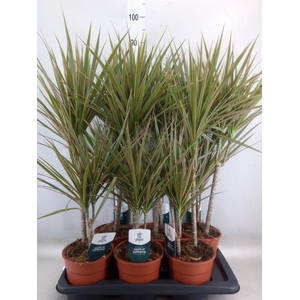 Dracaena marg. 'Bicolor'