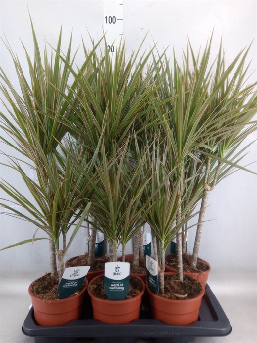 <h4>Dracaena marg. 'Bicolor'</h4>