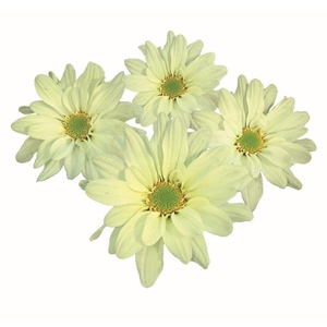 CRISANTEMO LEMON REAGAN 080 CM