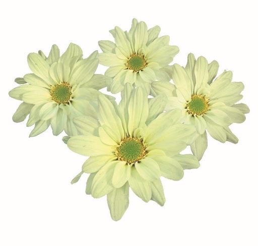 <h4>CRISANTEMO LEMON REAGAN 080 CM</h4>