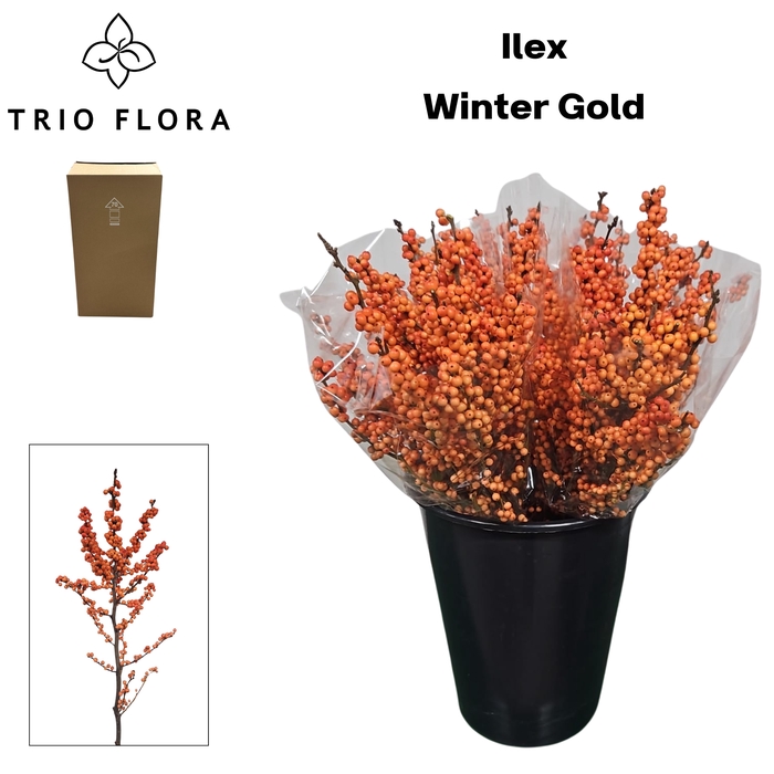 <h4>ILEX VE WINTER GOLD Aqua Box 25</h4>