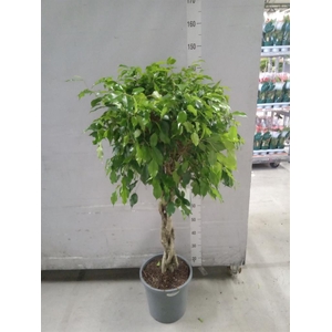 Ficus benja. 'Exotica'