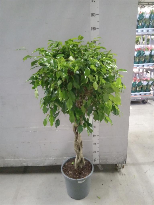 <h4>Ficus benja. 'Exotica'</h4>