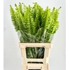 Nephrolepis