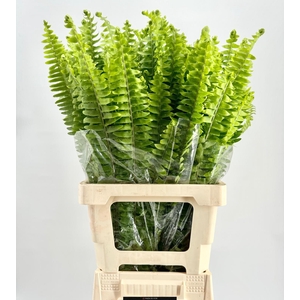 Nephrolepis