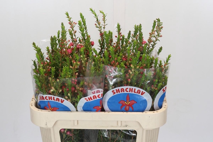 <h4>Chamecordia Rey</h4>