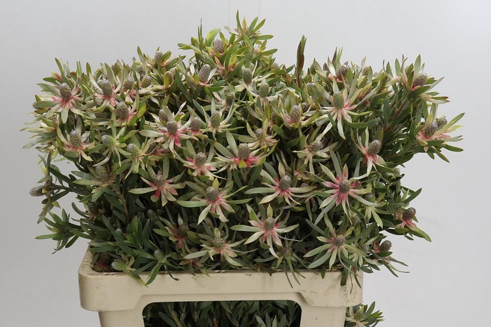 <h4>Leucadendron Ayoba Star Pearl</h4>