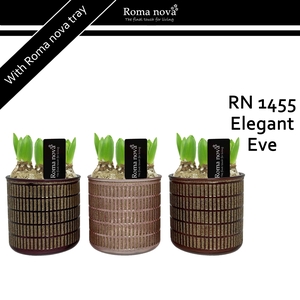 1455 - Elegant Eve ES12 (Hyacint)