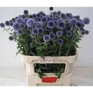 Echinops Ba Blue Globe