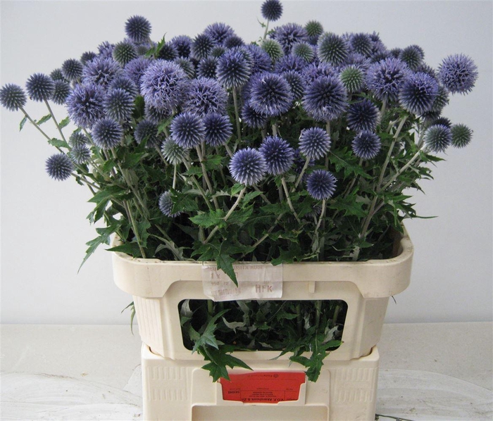 <h4>Echinops Ba Blue Globe</h4>